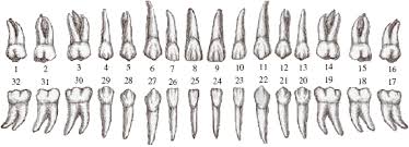 Getting down to the basics of teeth | Dr. Nechupadam Dental Clinic